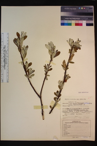 Salix jepsonii image